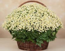 Цветочная композиция из Ромашки в корзине #REPLACE_PRED# Посёлок санатория «Подмосковье»
